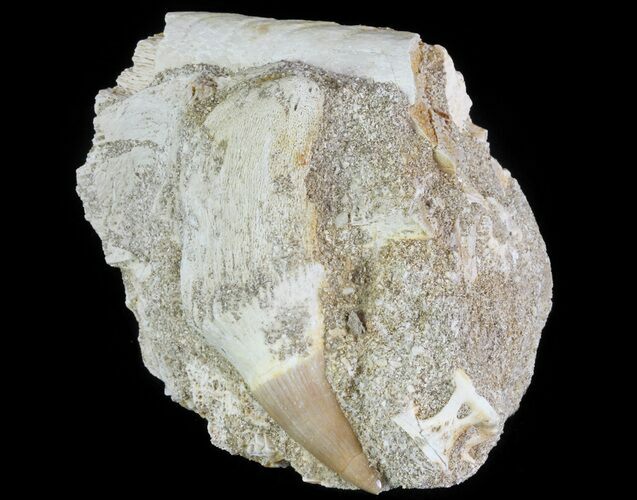 Mosasaur (Prognathodon) Rooted Tooth In Rock - Nice Tooth #64630